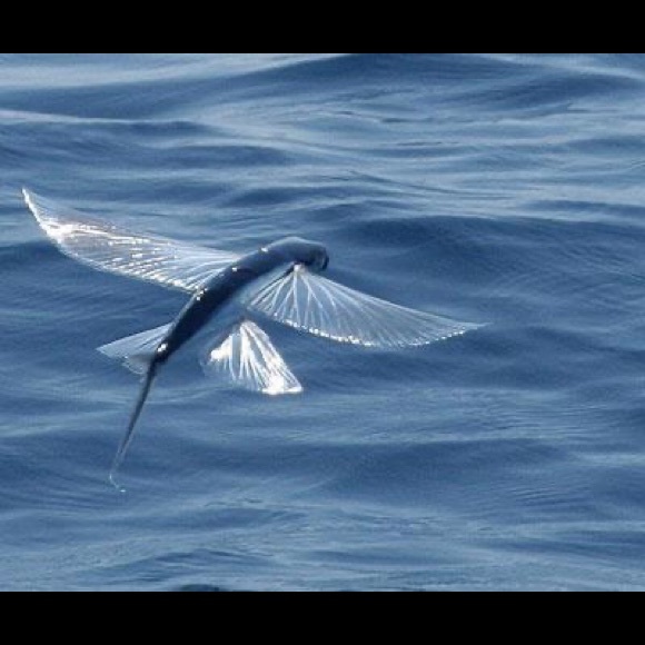 🌎same day or next day shipping - Picture 13 of 16